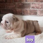 Stunning English bulldogs puppies Gallery Image