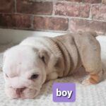 Stunning English bulldogs puppies Gallery Image