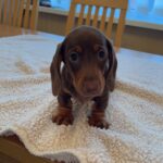 KC REGISTERED , TOP QUALITY MINI DACHSHUND PUPS, READY 2 LEAVE. Gallery Image