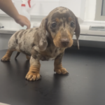 KC REGISTERED , TOP QUALITY MINI DACHSHUND PUPS, READY 2 LEAVE. Gallery Image