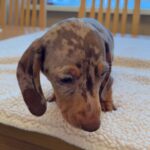 KC REGISTERED , TOP QUALITY MINI DACHSHUND PUPS, READY 2 LEAVE. Gallery Image