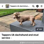 Isabella miniature dachshund Gallery Image