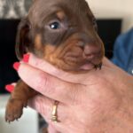 Kc registered miniature dachshunds available Gallery Image