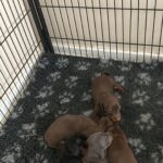 Kc registered miniature dachshunds available Gallery Image