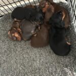 Kc registered miniature dachshunds available Gallery Image