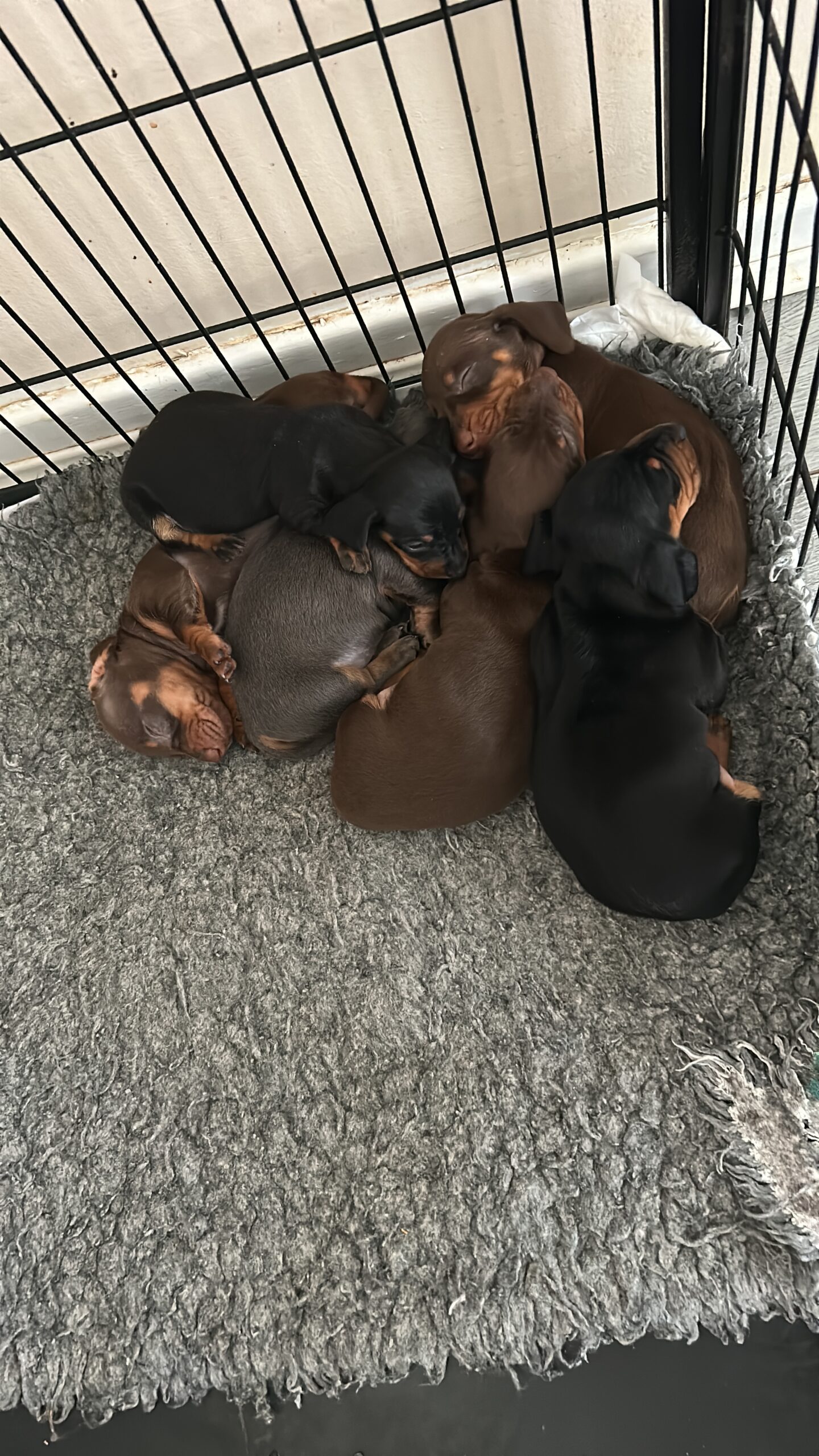 Kc registered miniature dachshunds available