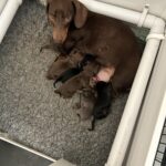 Kc registered miniature dachshunds available Gallery Image