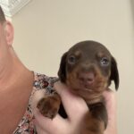 Kc registered miniature dachshunds available Gallery Image