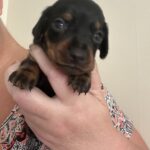 Kc registered miniature dachshunds available Gallery Image