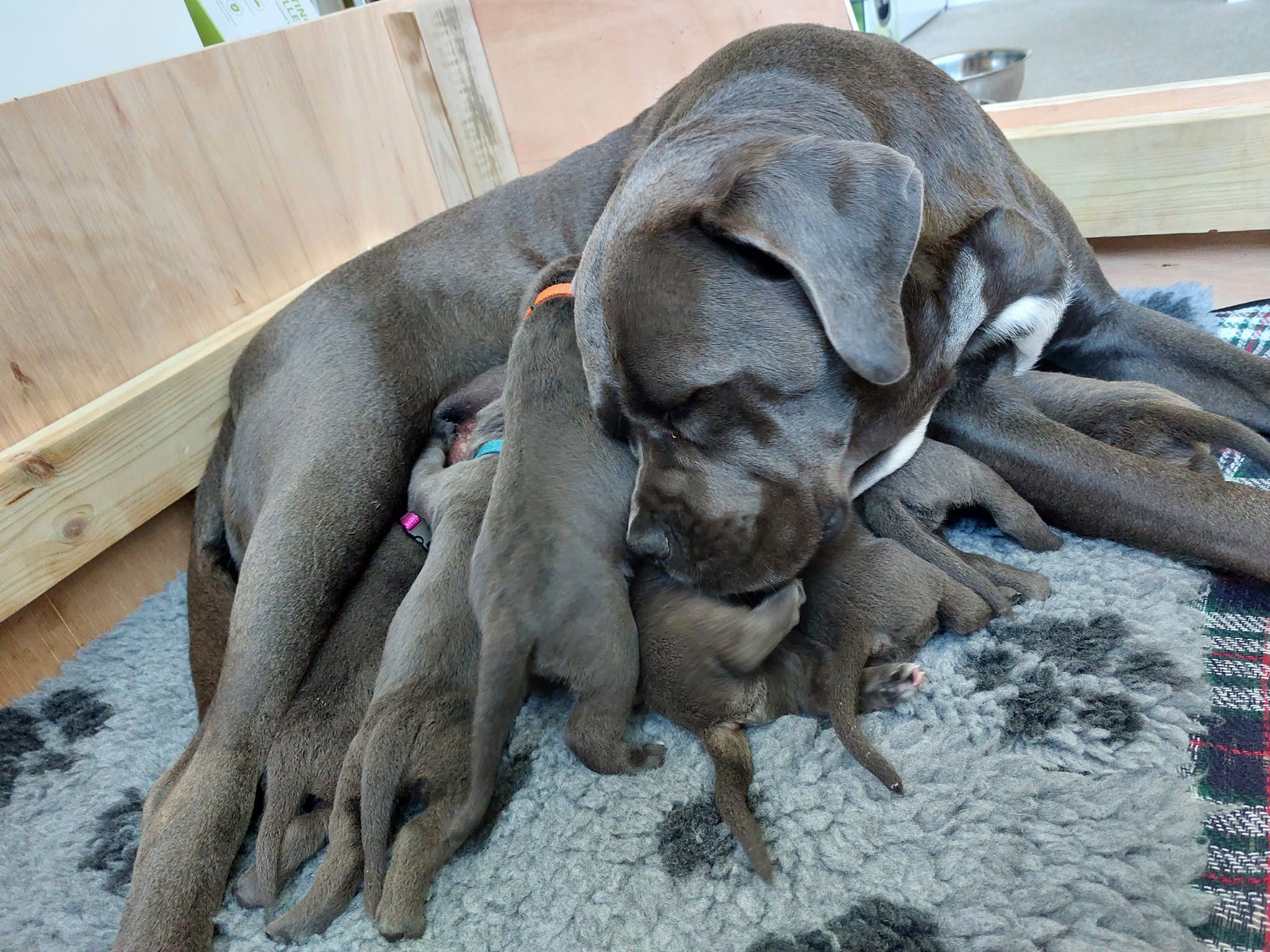 Cane Corso Puppies