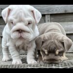 English bulldogs for sale Gallery Image