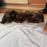 Chocolate dachshund puppies Gallery Image