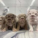 English bulldogs for sale Gallery Image