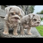 English bulldogs for sale Gallery Image