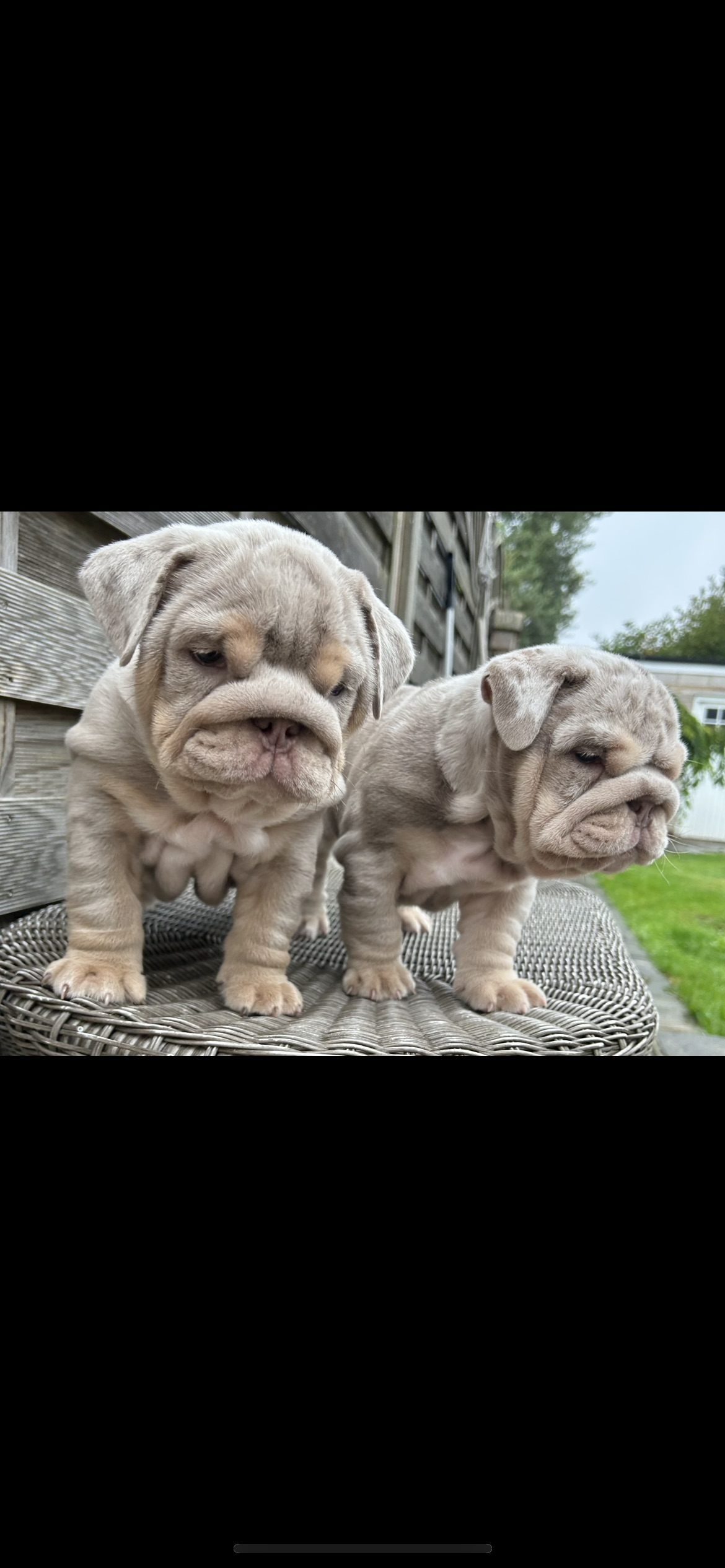 English bulldogs for sale