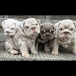 English bulldogs for sale Gallery Image