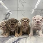 English bulldogs for sale Gallery Image