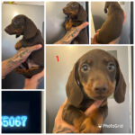 Chocolate dachshund puppies Gallery Image