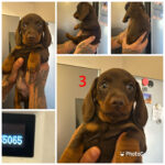 Chocolate dachshund puppies Gallery Image