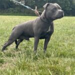 Staffordshire Bullterrier Vinny up for stud Gallery Image