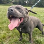 Staffordshire Bullterrier Vinny up for stud Gallery Image