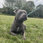 Staffordshire Bullterrier Vinny up for stud Gallery Image