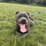 Staffordshire Bullterrier Vinny up for stud Gallery Image